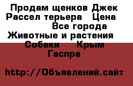 Продам щенков Джек Рассел терьера › Цена ­ 25 000 - Все города Животные и растения » Собаки   . Крым,Гаспра